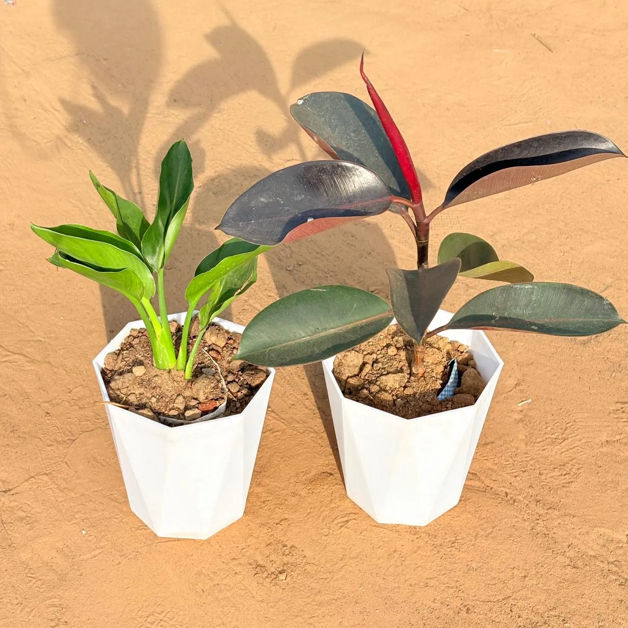 Set of 2 - Bird of Paradise & Rubber Black in 6 Inch Marble White Diamanti Plastic Pot