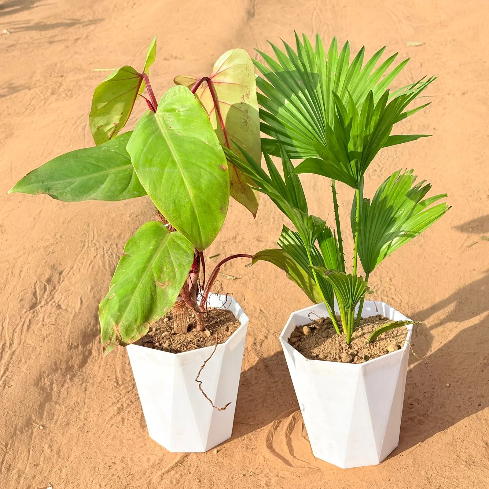 Set of 2 - Philodendron Red with moss stick & China / Fan Palm in 6 Inch Marble White Diamanti Plastic Pot