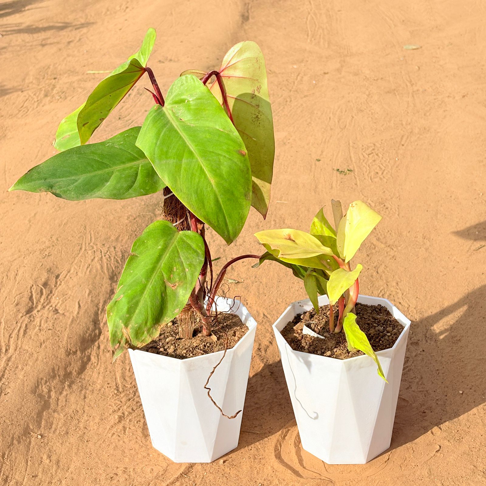 Set of 2 - Philodendron Red with moss stick & Philodendron Moonshine in 6 Inch Marble White Diamanti Plastic Pot