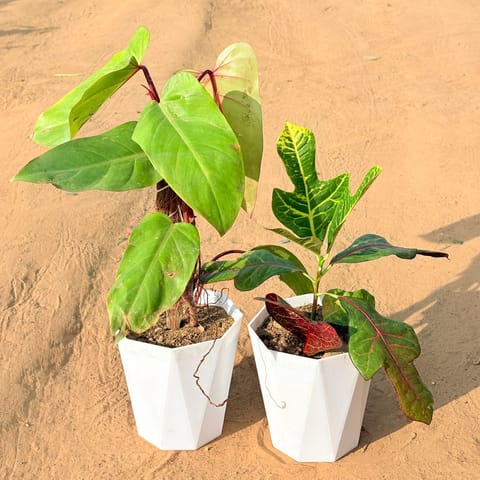 Set of 2 - Philodendron Red with moss stick & Croton Petra Red in 6 Inch Live Plant Marble White Diamanti Plastic Pot