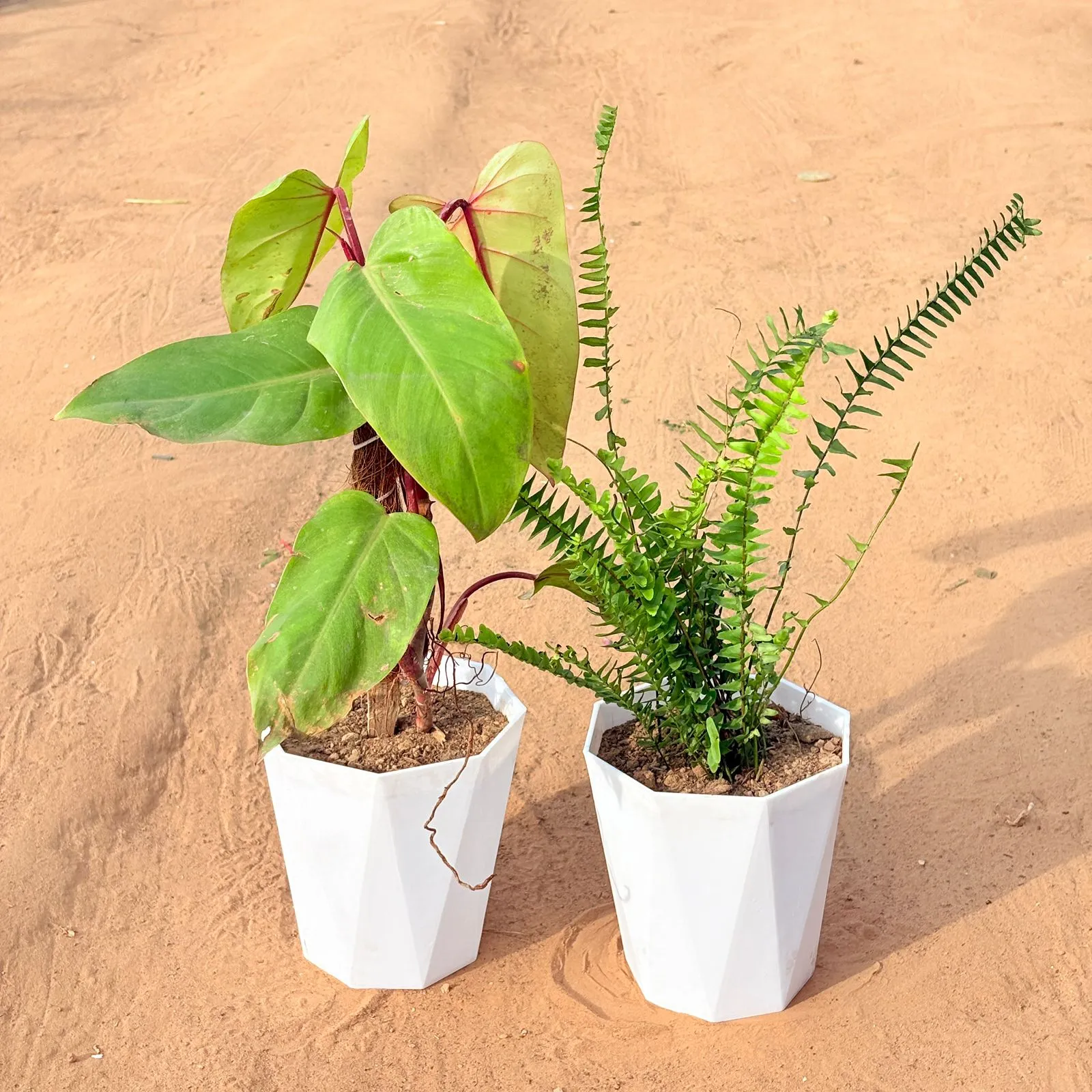 Set of 2 - Philodendron Red with moss stick & Fern Green in 6 Inch Marble White Diamanti Plastic Pot