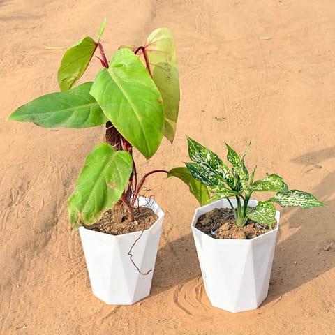 Set of 2 - Philodendron Red with moss stick & Aglaonema Snow White in 6 Inch Marble White Diamanti Plastic Pot