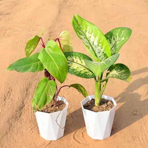 Set of 2 - Philodendron Red with moss stick & Dieffenbachia Seguine in 6 Inch Marble White Diamanti Plastic Pot
