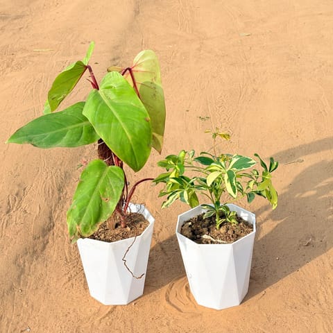 Set of 2 - Philodendron Red with moss stick & Schefflera Variegated in 6 Inch Marble White Diamanti Plastic Pot