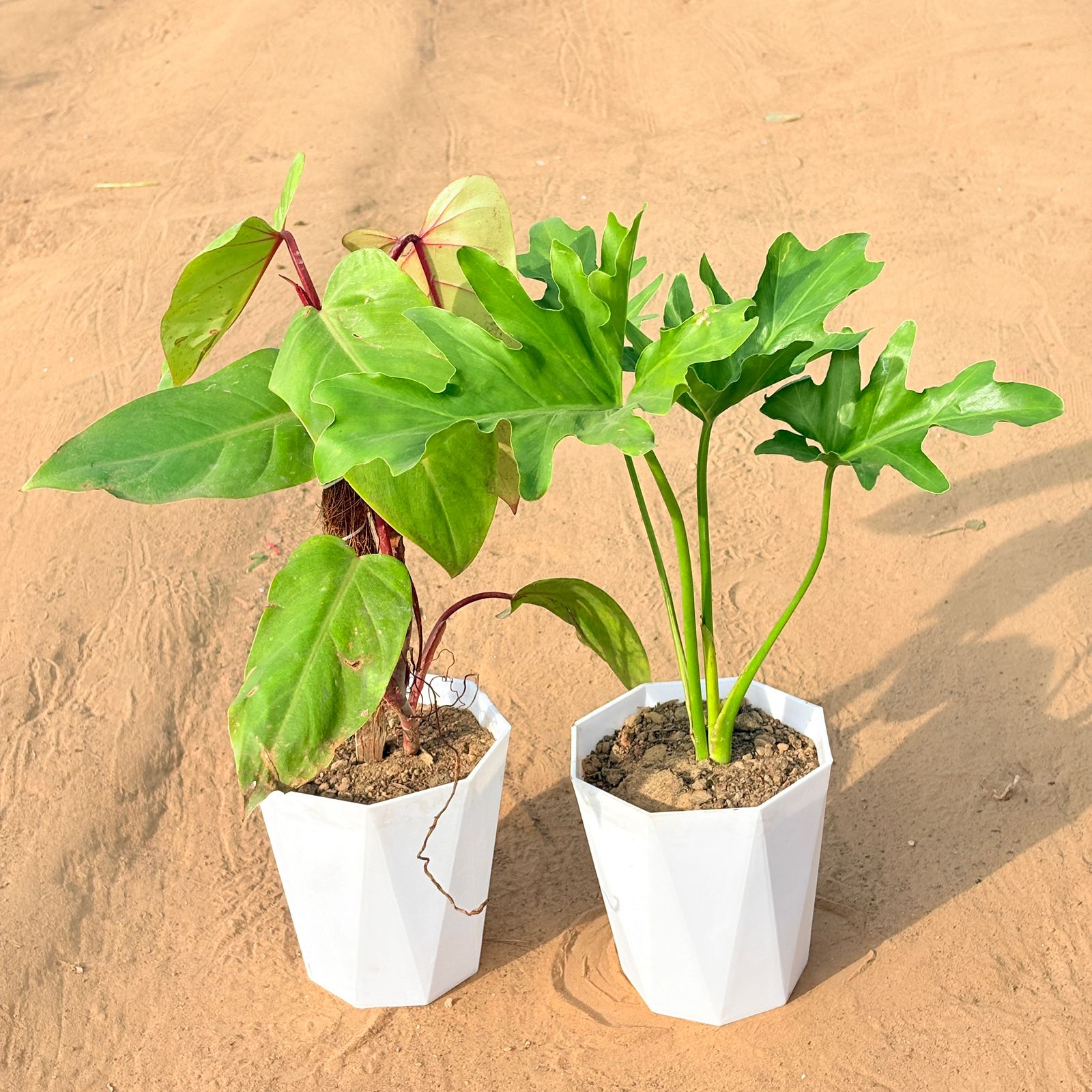 Set of 2 - Philodendron Red with moss stick & Philodendron Selloum in 6 Inch Marble White Diamanti Plastic Pot