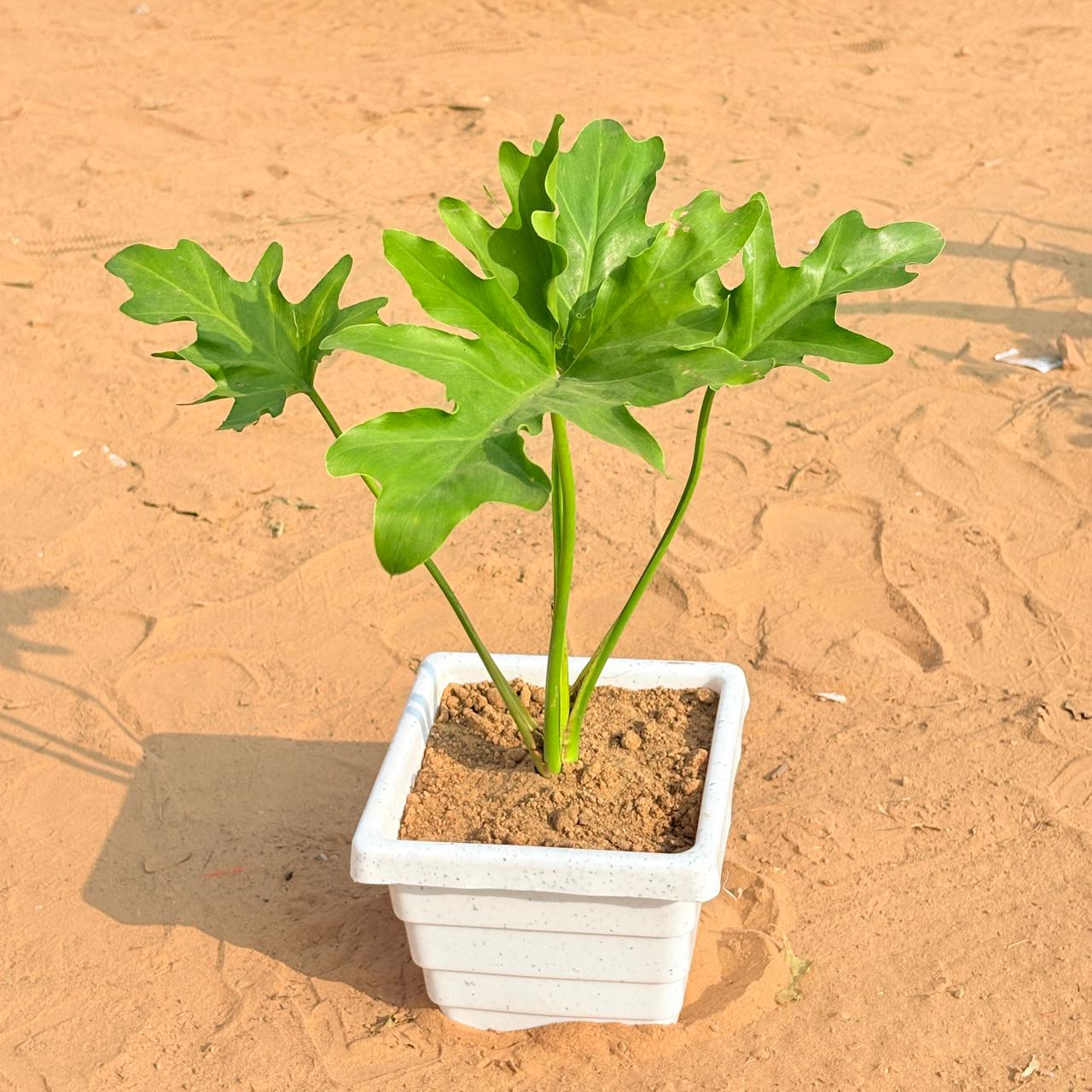 Philodendron Selloum in 6 Inch White Marble Premium Orchid Square Plastic Pot