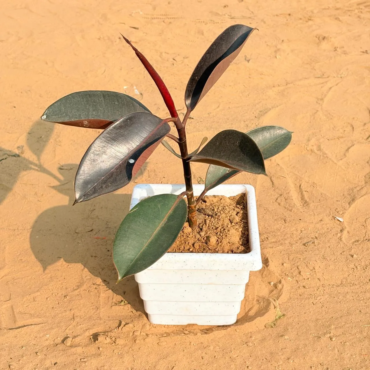 Rubber Black in 6 Inch White Marble Premium Orchid Square Plastic Pot