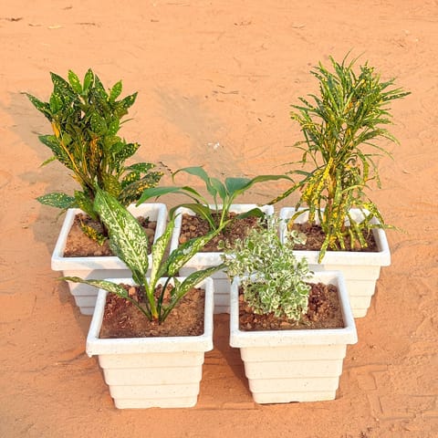 Set of 5 - Baby Croton, Peace Lily, Chironji Croton, Aglaonema Snow White & Aralia White Variegated in 6 Inch Live Plant White Marble Premium Orchid Square Plastic Pot