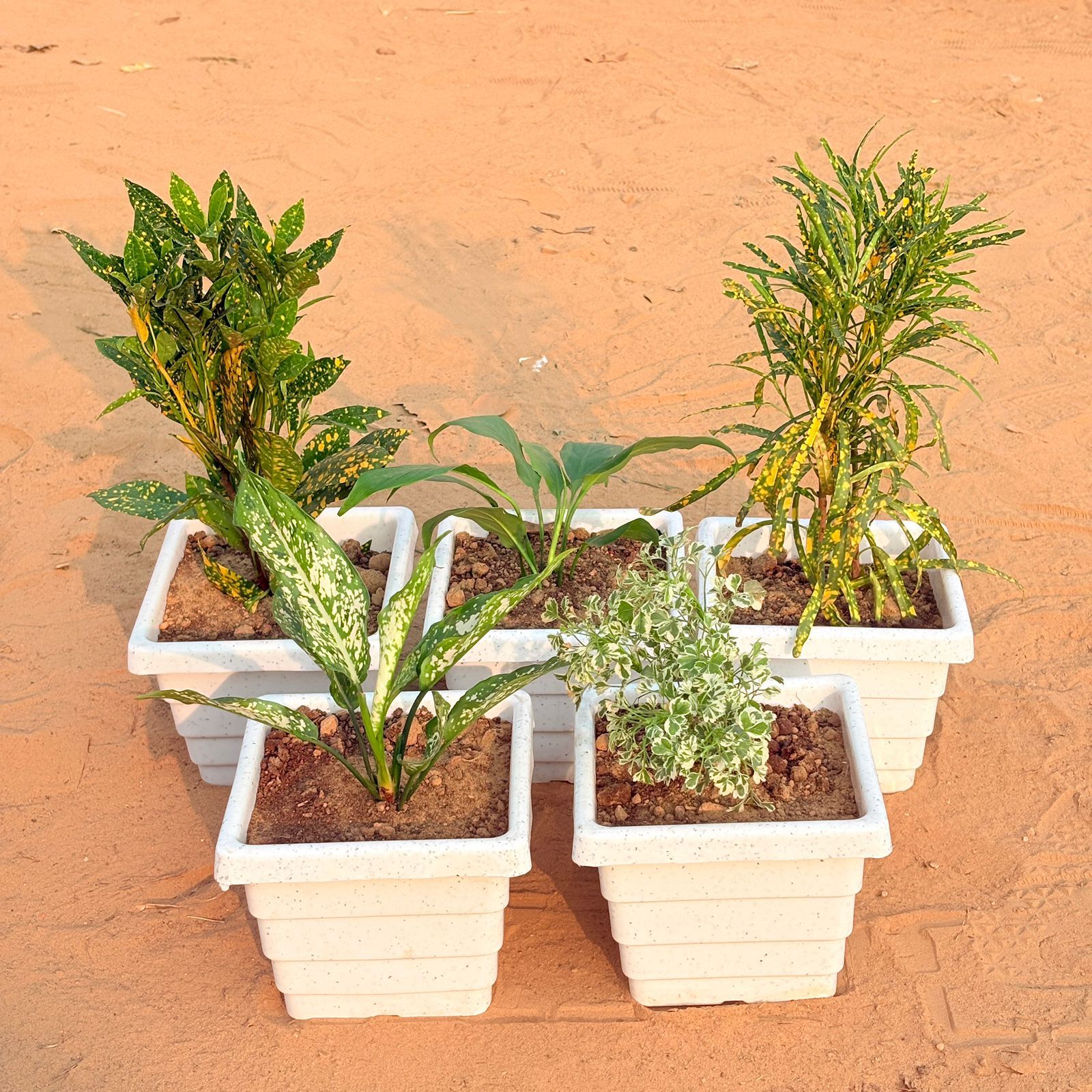 Set of 5 - Baby Croton, Peace Lily, Chironji Croton, Aglaonema Snow White & Aralia White Variegated in 6 Inch White Marble Premium Orchid Square Plastic Pot