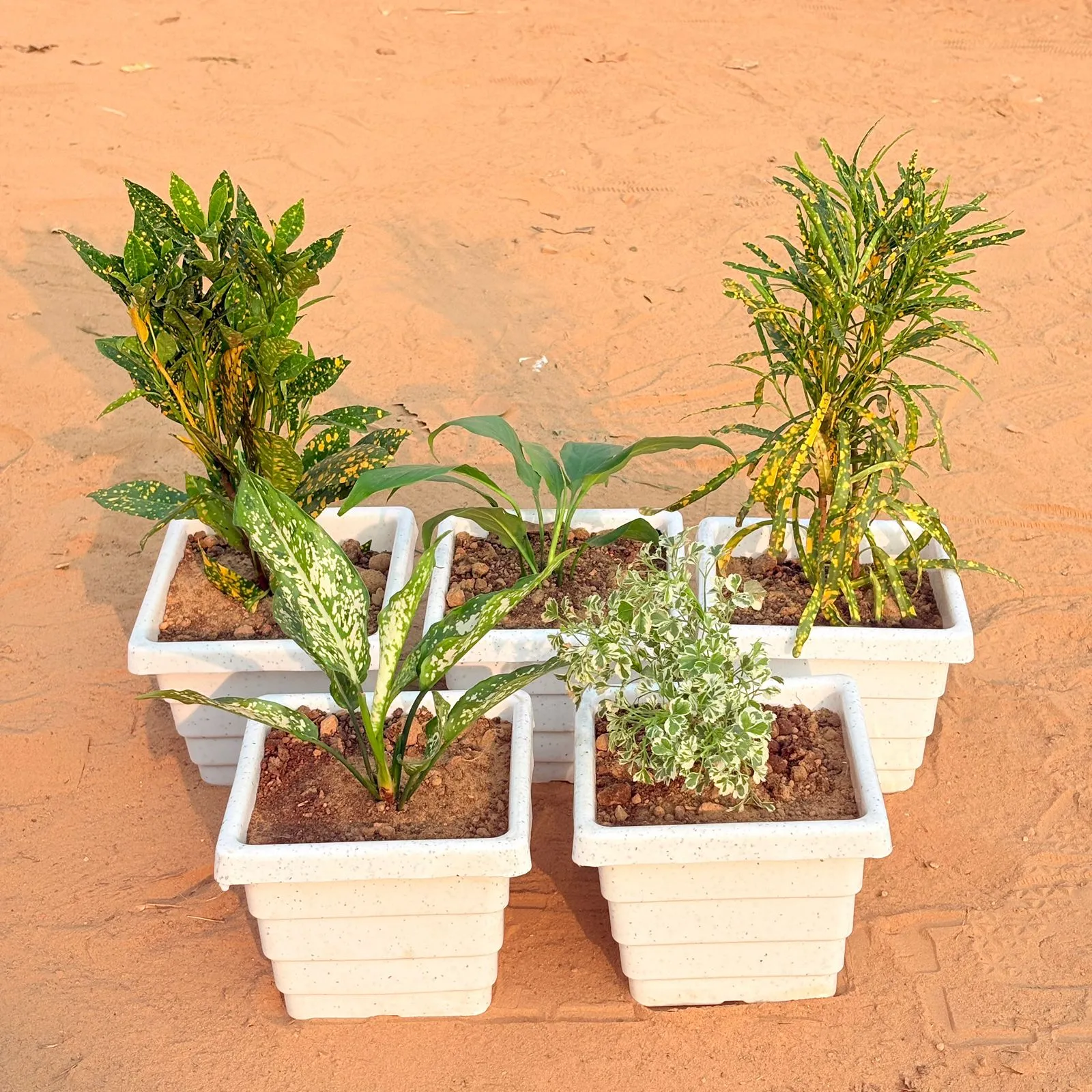 Set of 5 - Baby Croton, Peace Lily, Chironji Croton, Aglaonema Snow White & Aralia White Variegated in 6 Inch White Marble Premium Orchid Square Plastic Pot