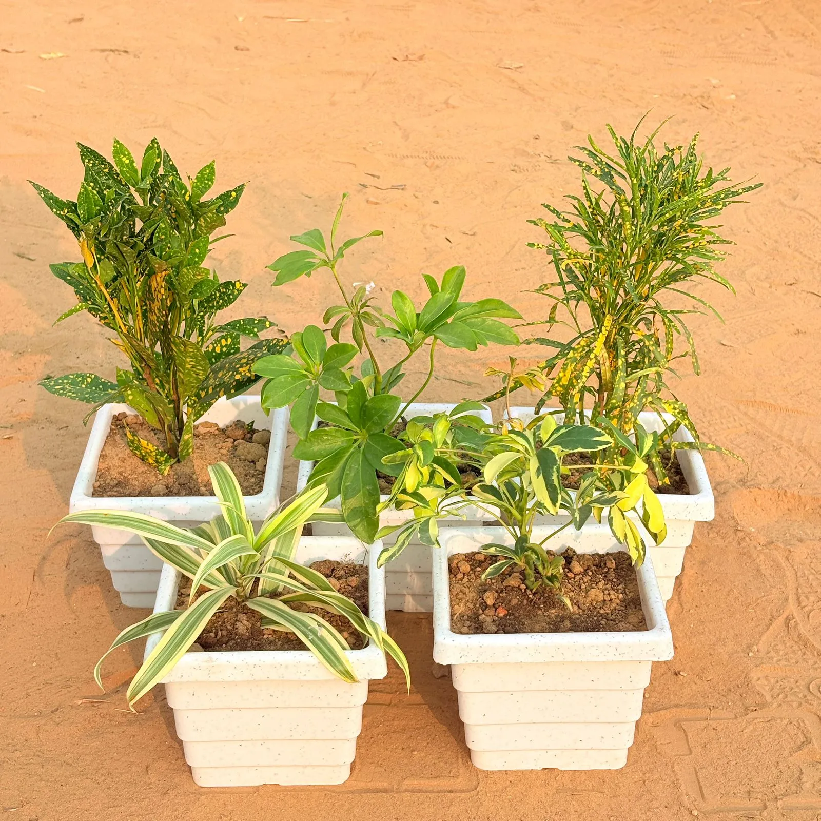 Set of 5 - Baby Croton, Schefflera Green, Chironji Croton, Song of India & Schefflera Variegated in 6 Inch White Marble Premium Orchid Square Plastic Pot