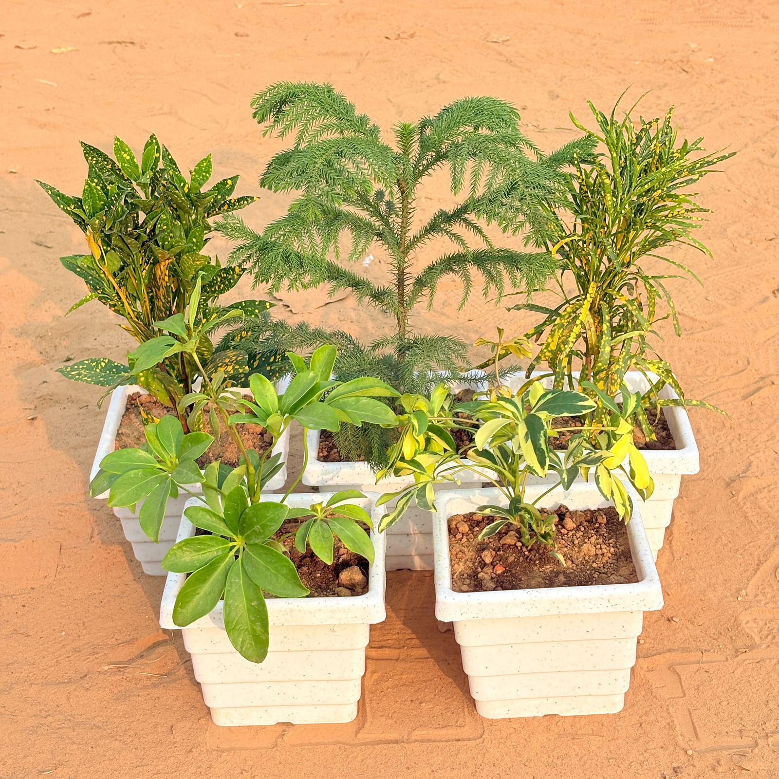 Set of 5 - Baby Croton, Araucaria / Christmas Tree (~ 1 Ft), Chironji Croton, Schefflera Green & Schefflera Variegated in 6 Inch White Marble Premium Orchid Square Plastic Pot