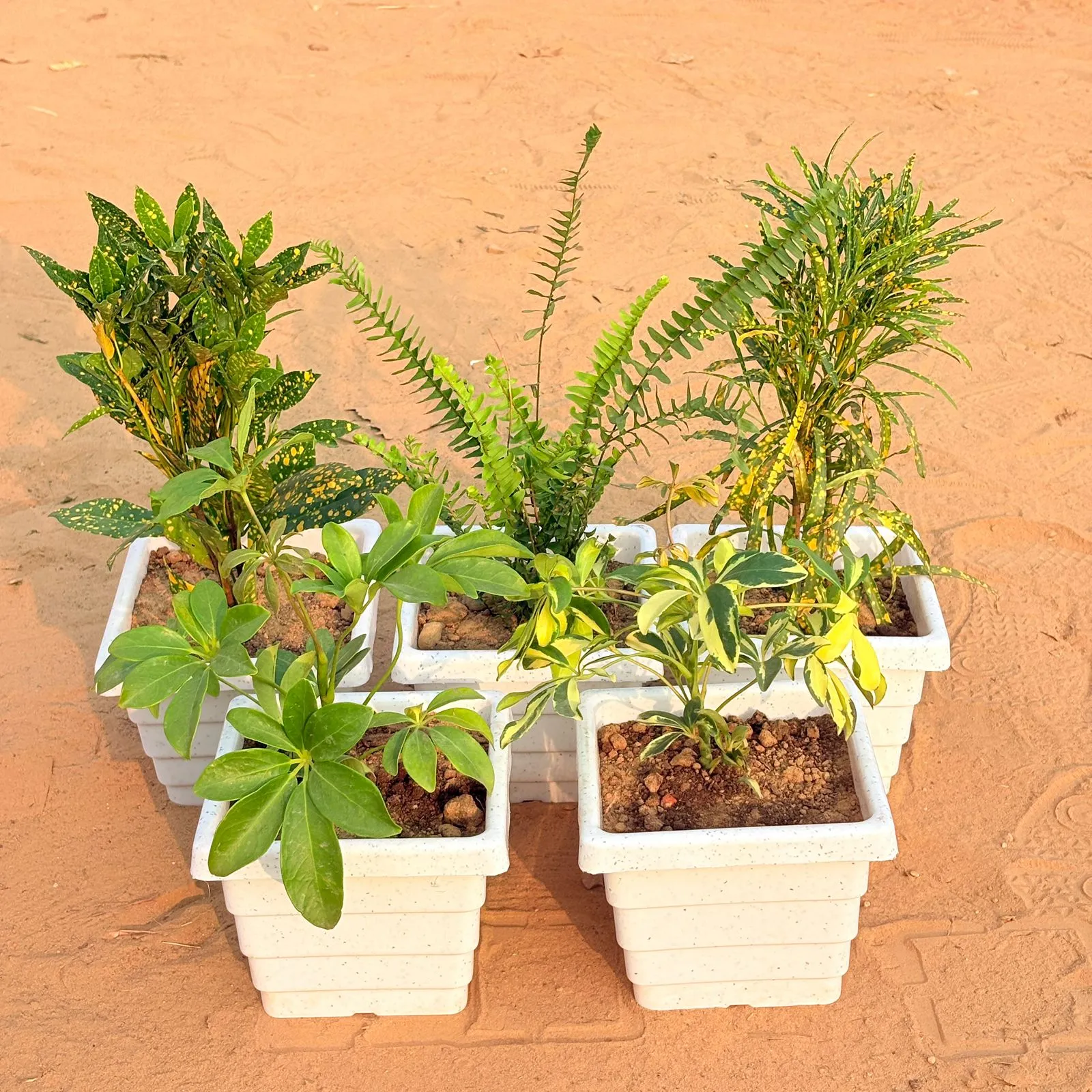 Set of 5 - Baby Croton, Fern Green, Chironji Croton, Schefflera Green & Schefflera Variegated in 6 Inch White Marble Premium Orchid Square Plastic Pot