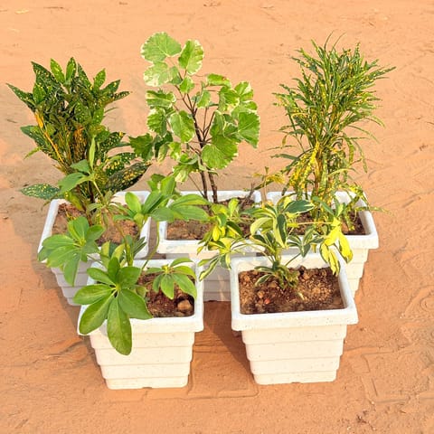 Set of 5 - Baby Croton, Aralia apple leaf, Chironji Croton, Schefflera Green & Schefflera Variegated in 6 Inch Live Plant White Marble Premium Orchid Square Plastic Pot