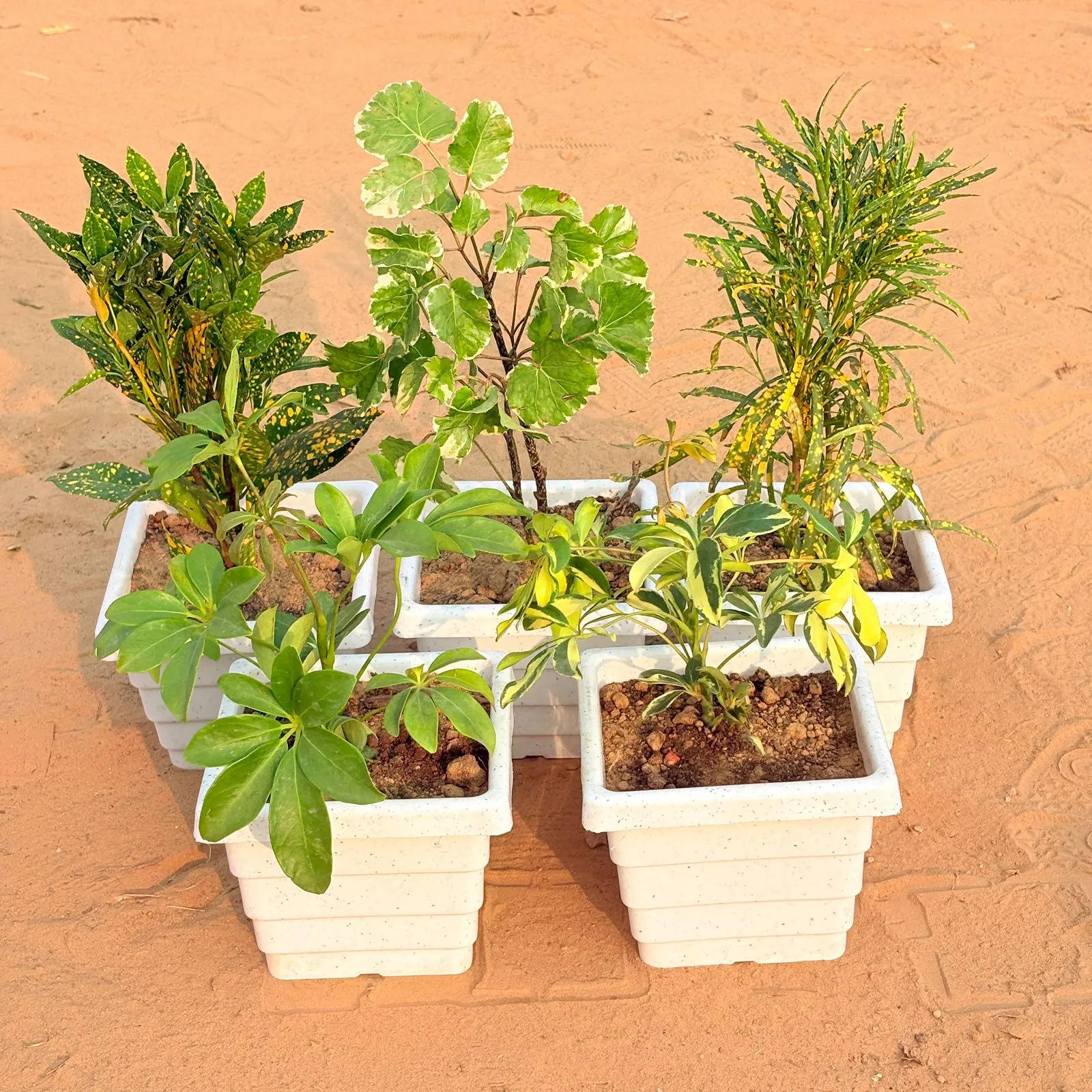 Set of 5 - Baby Croton, Aralia apple leaf, Chironji Croton, Schefflera Green & Schefflera Variegated in 6 Inch White Marble Premium Orchid Square Plastic Pot