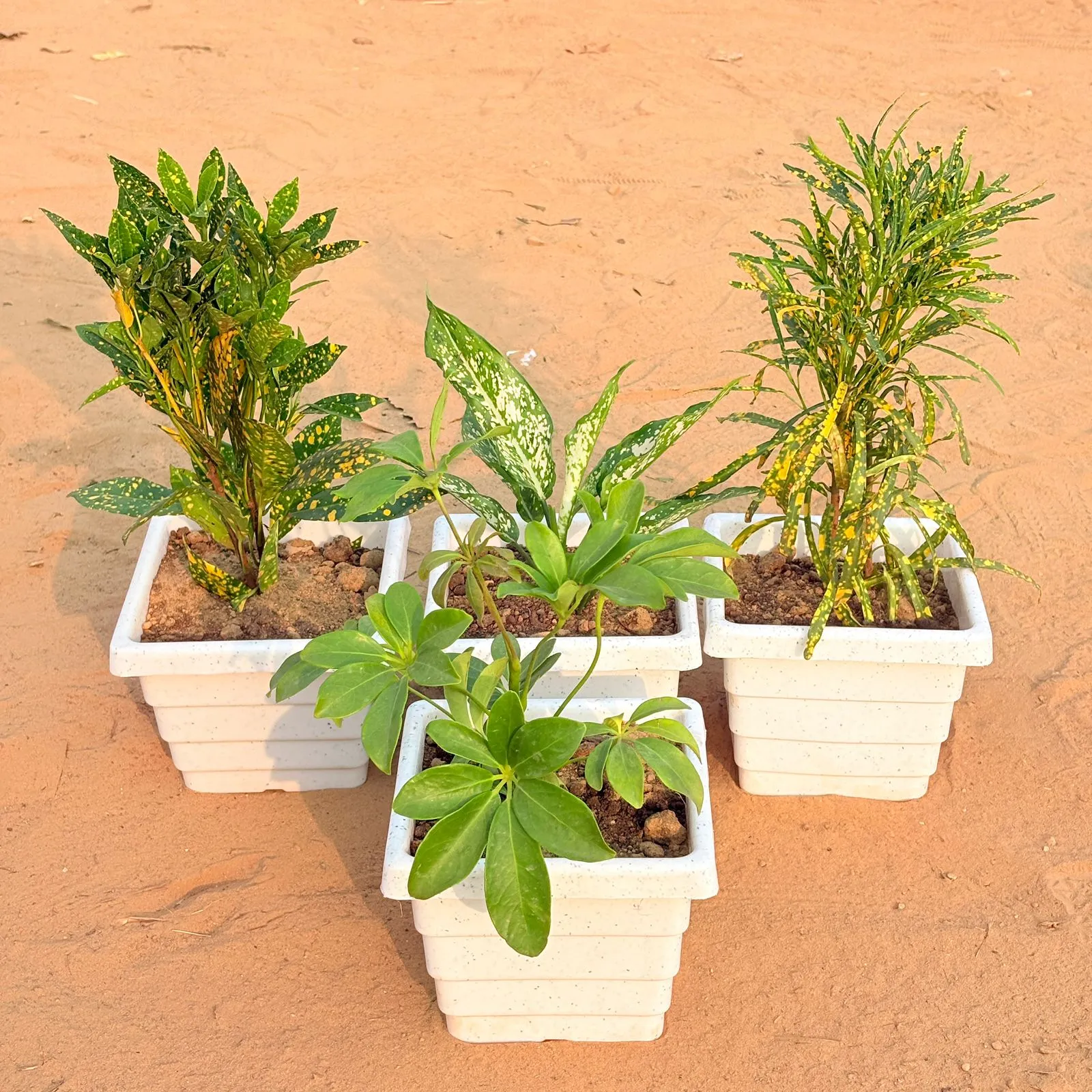 Set of 4 - Baby Croton, Aglaonema Snow White, Chironji Croton & Schefflera Green in 6 Inch White Marble Premium Orchid Square Plastic Pot