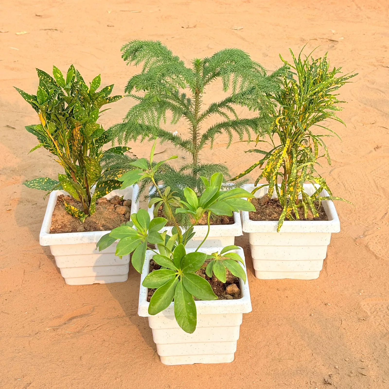 Set of 4 - Baby Croton, Araucaria / Christmas Tree (~ 1 Ft), Chironji Croton & Schefflera Green in 6 Inch White Marble Premium Orchid Square Plastic Pot