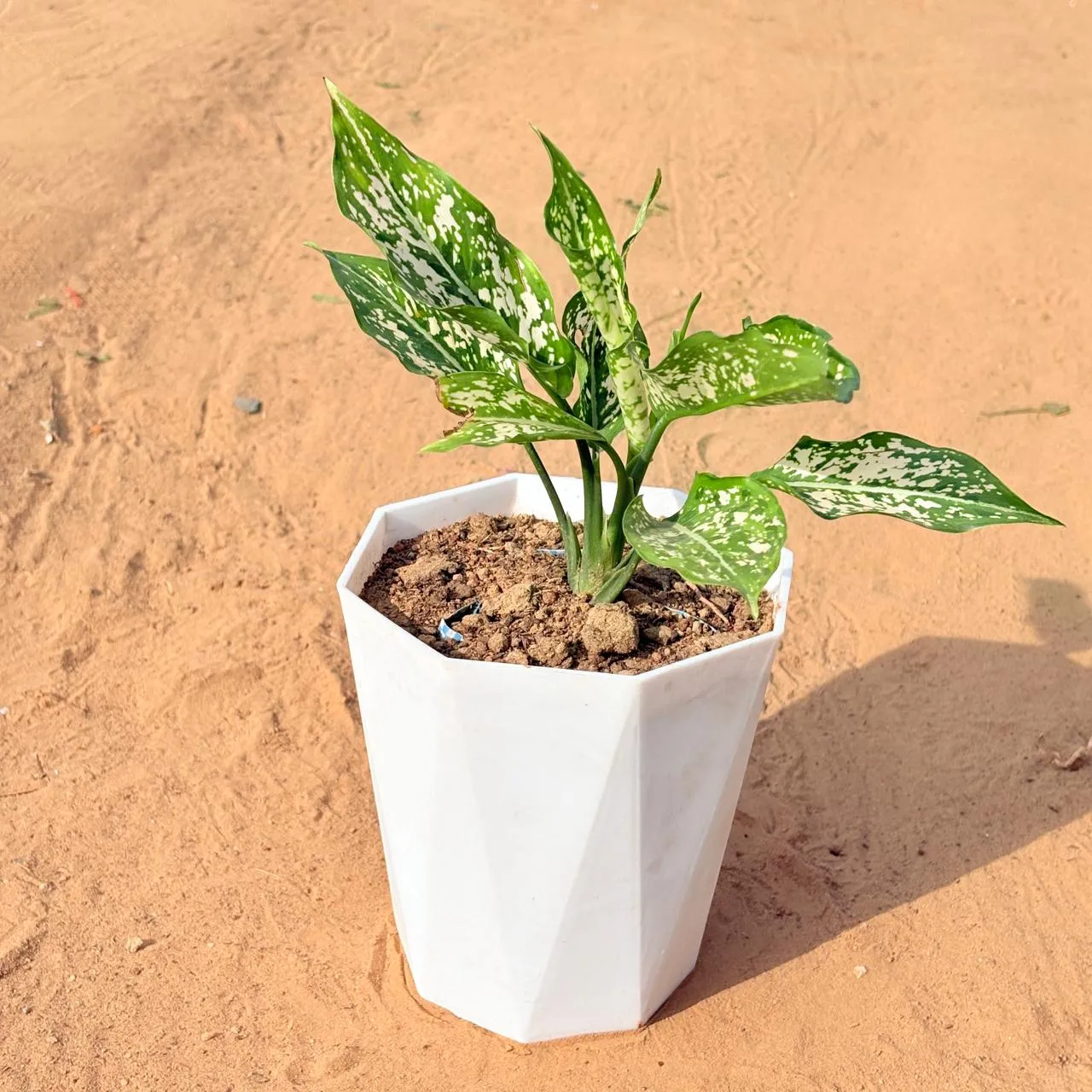 Aglaonema Snow White in 6 Inch Marble White Diamanti Plastic Pot