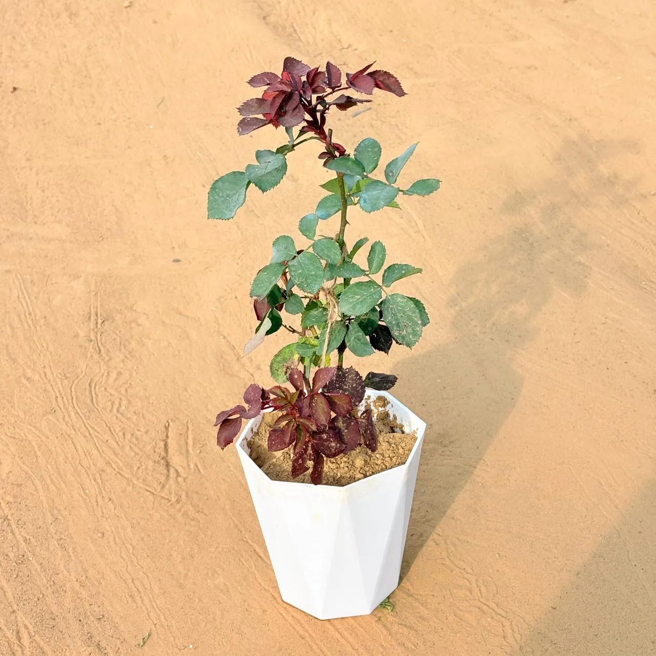 English Rose (any colour) in 6 Inch Marble White Diamanti Plastic Pot