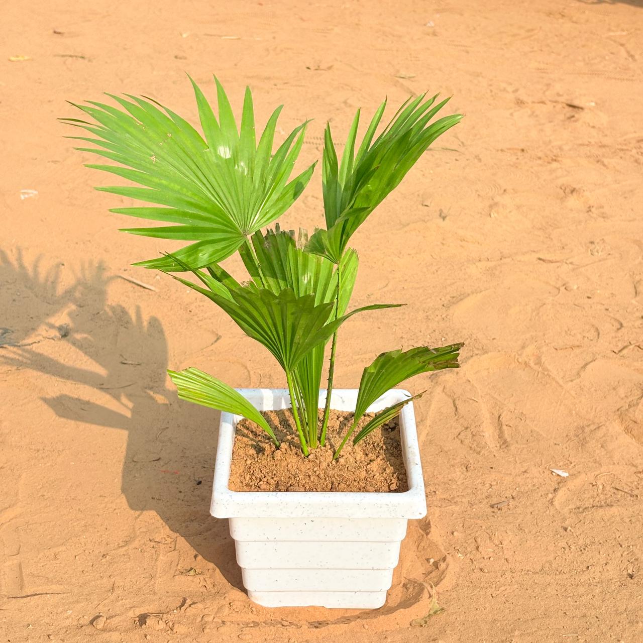 China / Fan Palm in 6 Inch White Marble Premium Orchid Square Plastic Pot