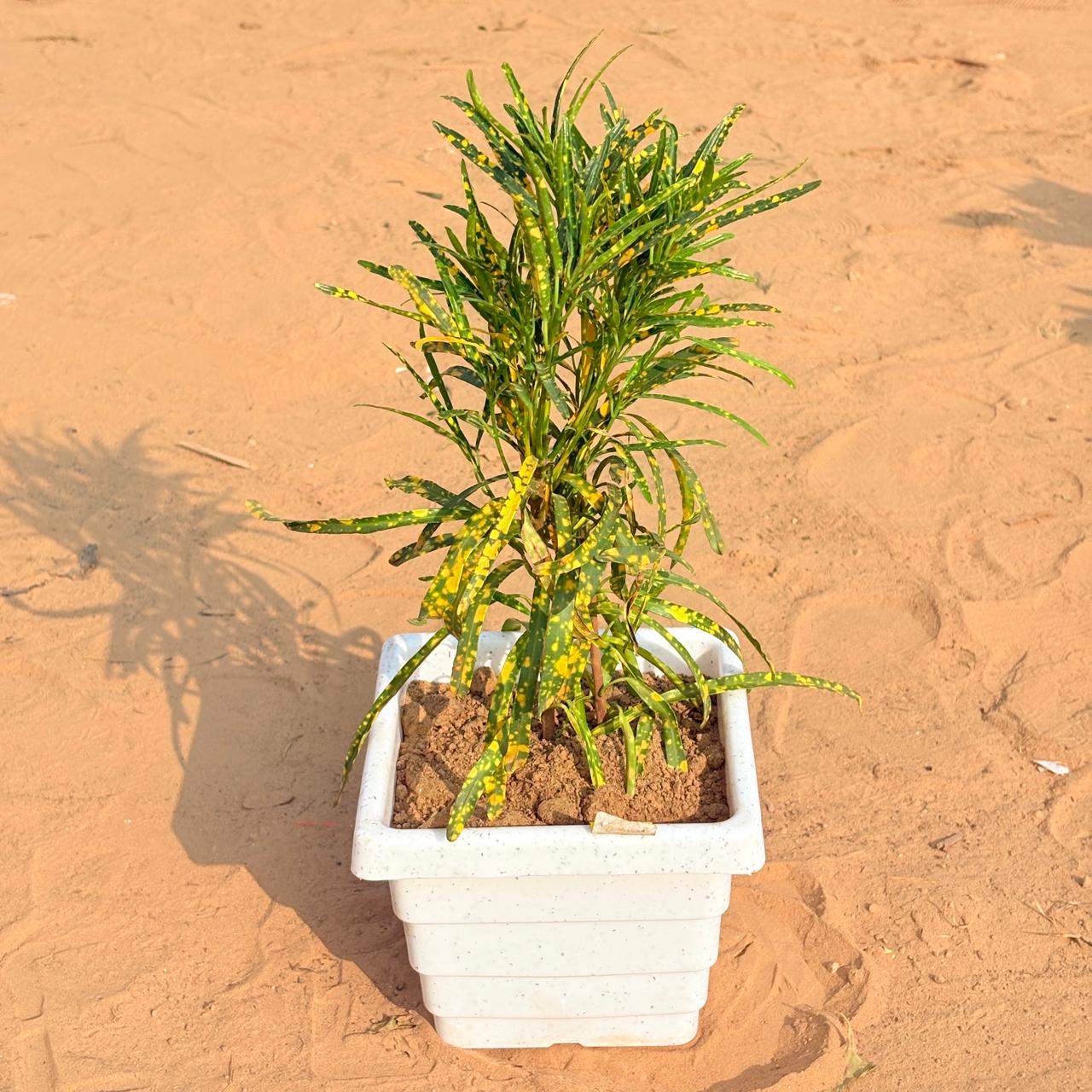 Chironji Croton in 6 Inch White Marble Premium Orchid Square Plastic Pot