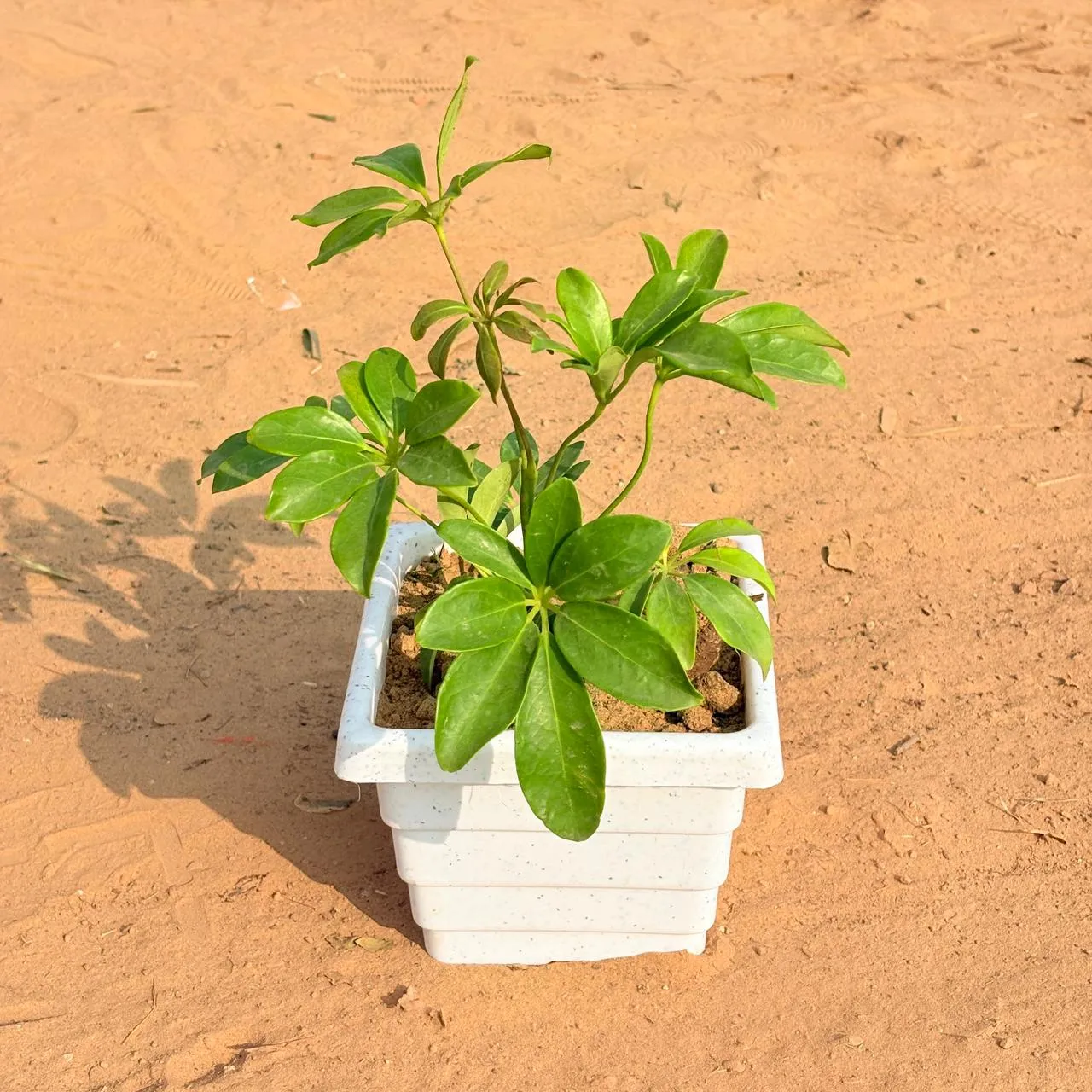 Schefflera Green in 6 Inch White Marble Premium Orchid Square Plastic Pot