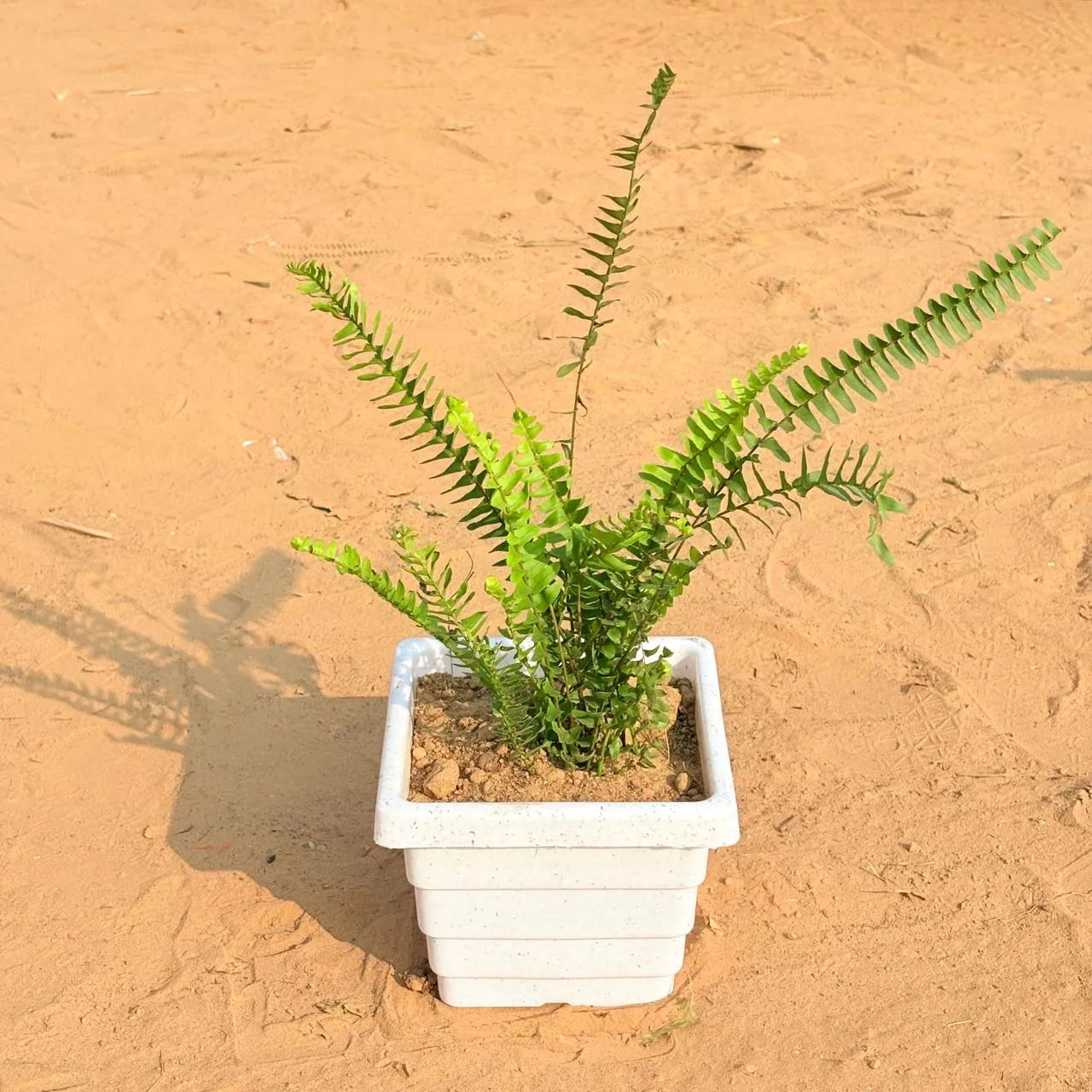 Fern Green in 6 Inch White Marble Premium Orchid Square Plastic Pot
