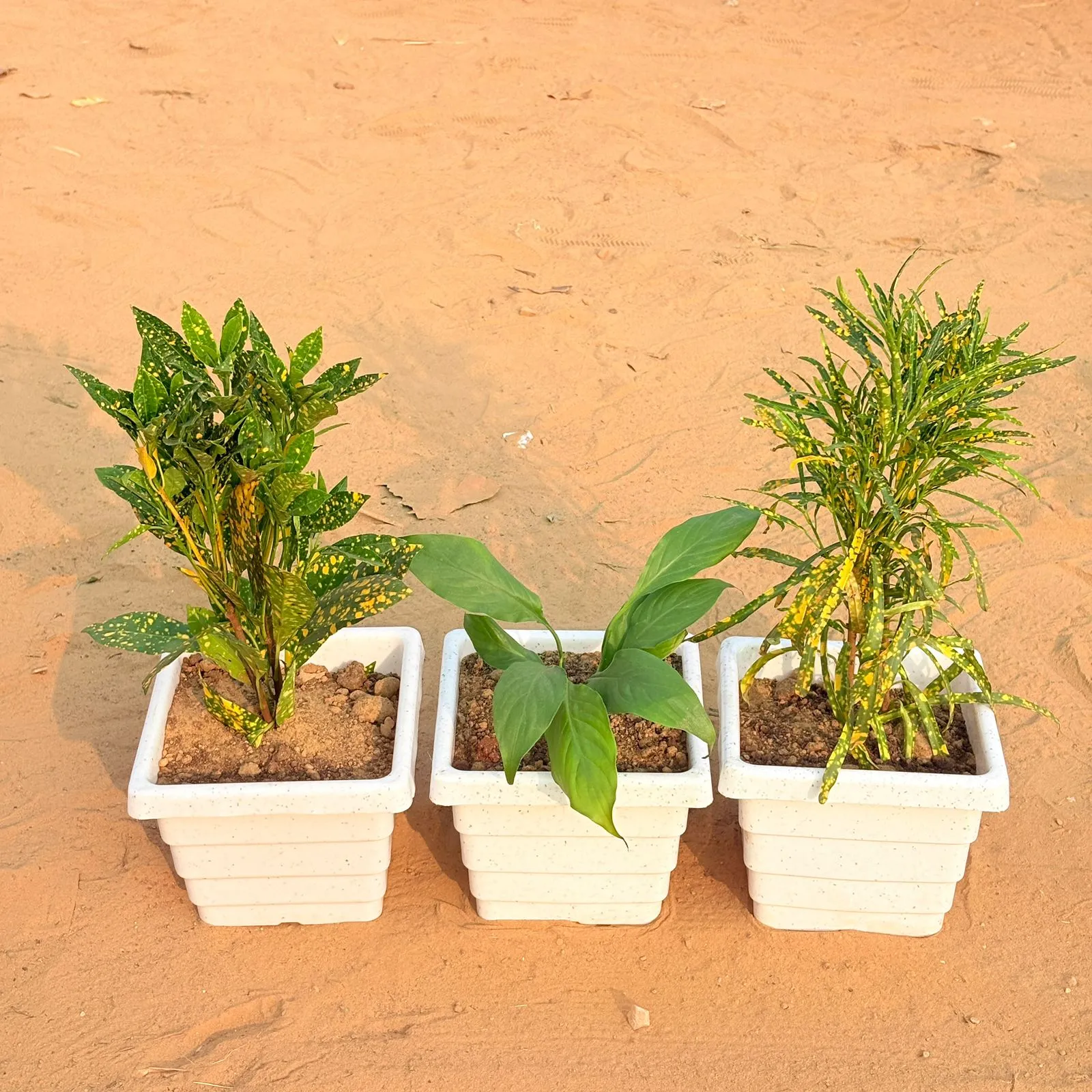 Set of 3 - Baby Croton, Peace Lily & Chironji Croton in 6 Inch White Marble Premium Orchid Square Plastic Pot