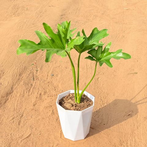 Philodendron Selloum in 6 Inch Marble White Diamanti Plastic Pot