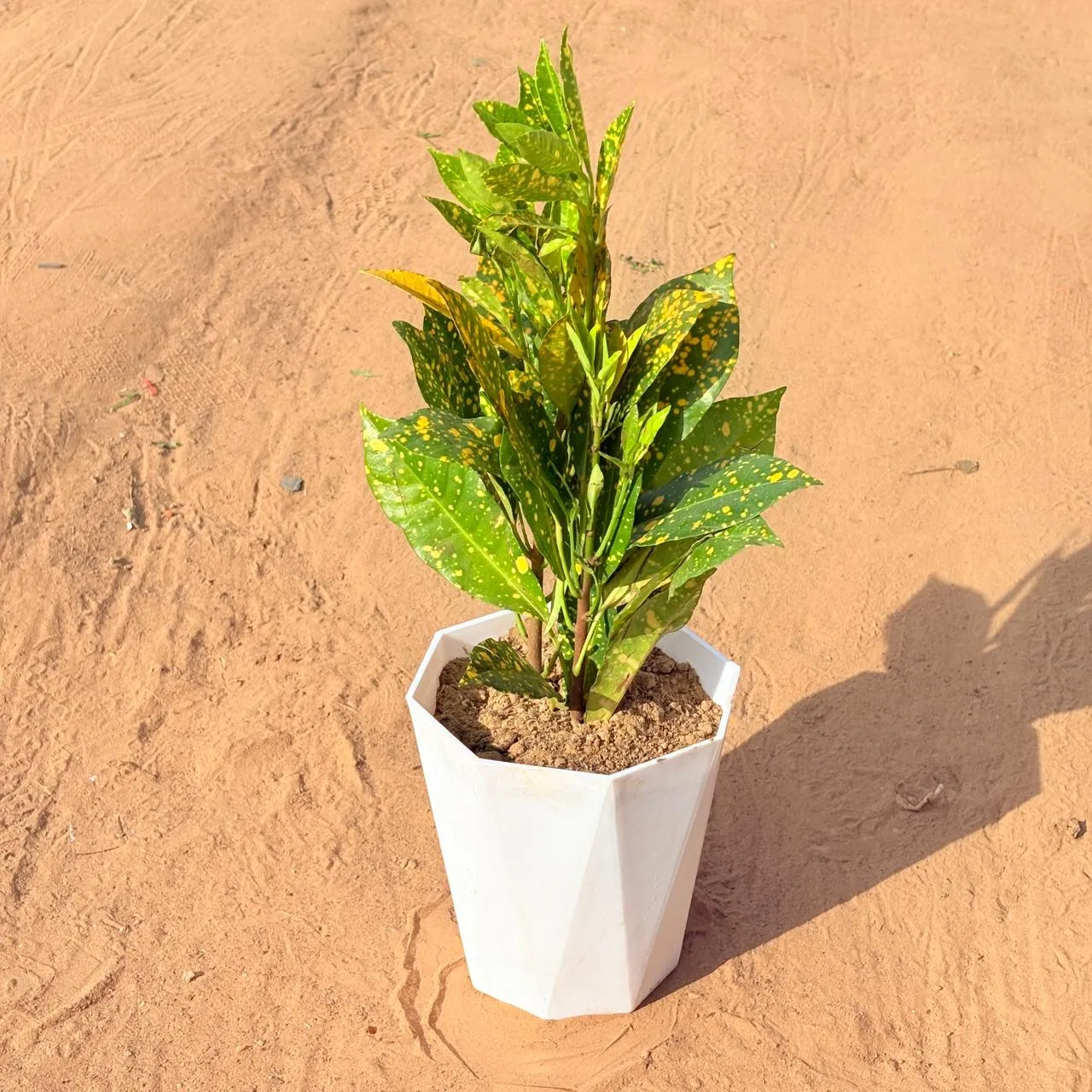 Baby Croton in 6 Inch Marble White Diamanti Plastic Pot