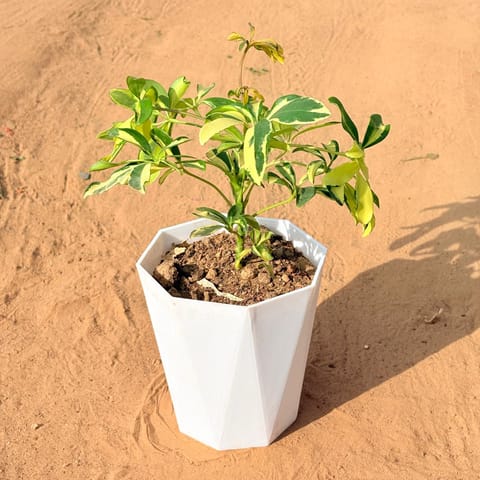 Schefflera Variegated in 6 Inch Live Fresh Plant Marble White Diamanti Plastic Pot in Sector 65