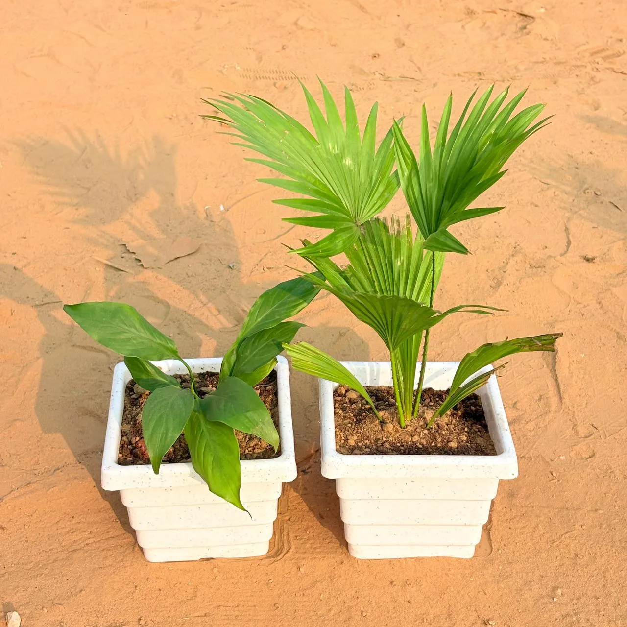 Set of 2 - Peace Lily & China / Fan Palm in 6 Inch White Marble Premium Orchid Square Plastic Pot