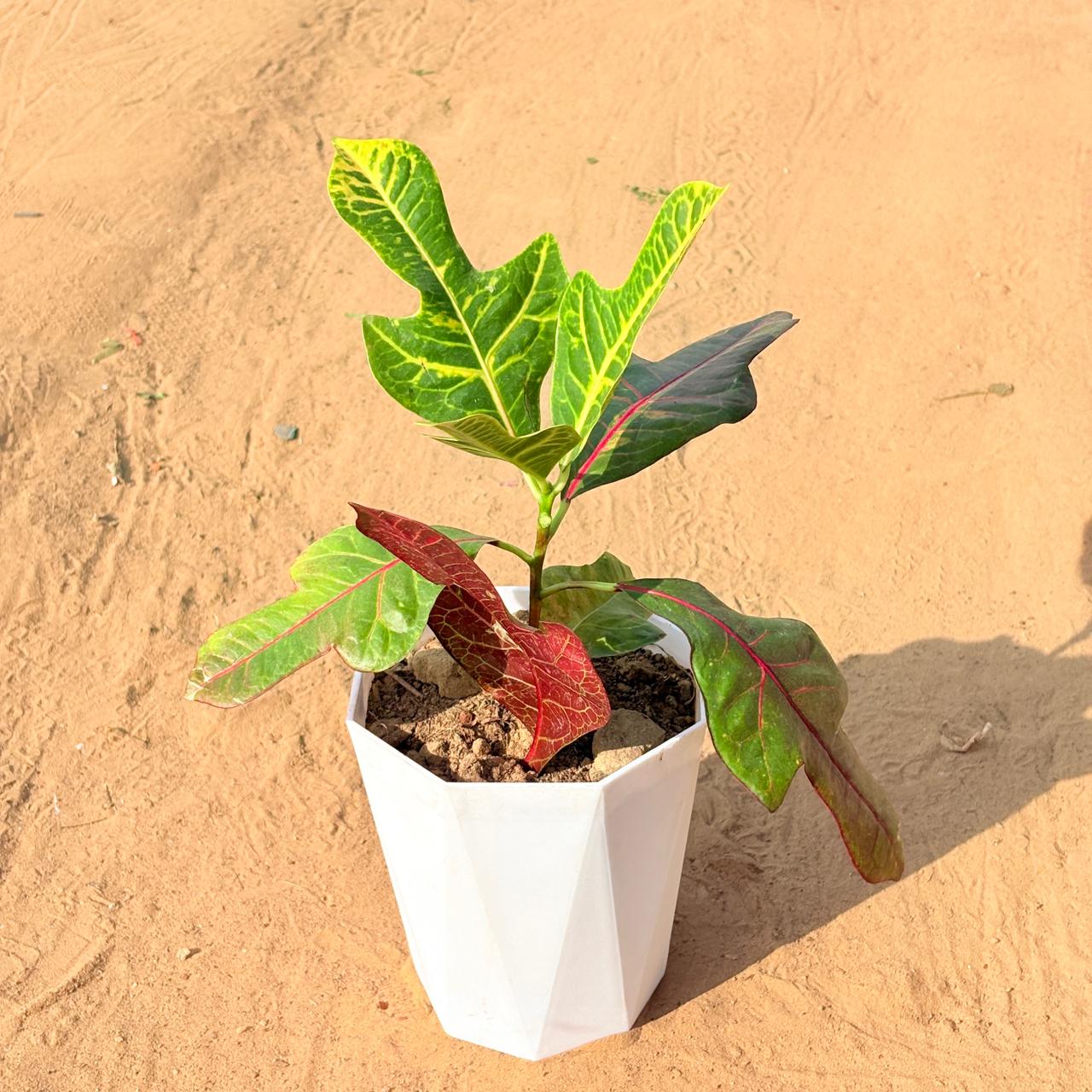 Croton Oakleaf in 6 Inch Marble White Diamanti Plastic Pot