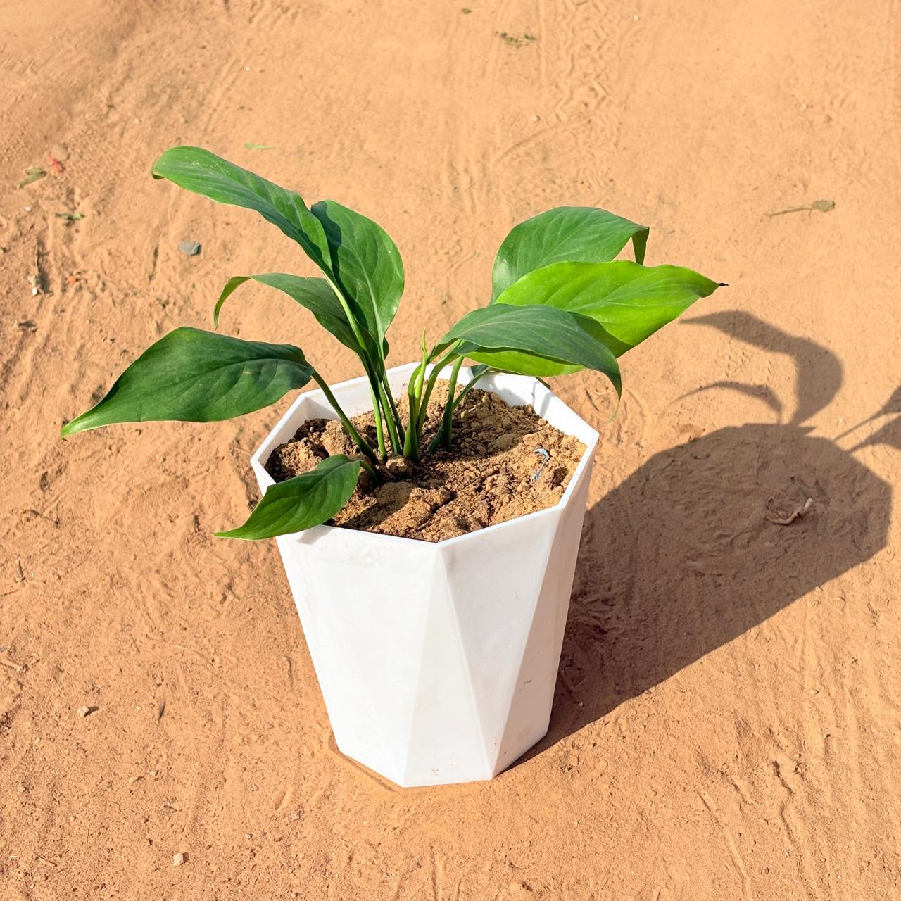 Peace Lily in 6 Inch Marble White Diamanti Plastic Pot
