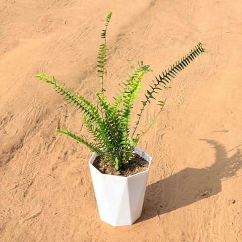 Fern Green in 6 Inch Live Fresh Plant Marble White Diamanti Plastic Pot in Sector 65