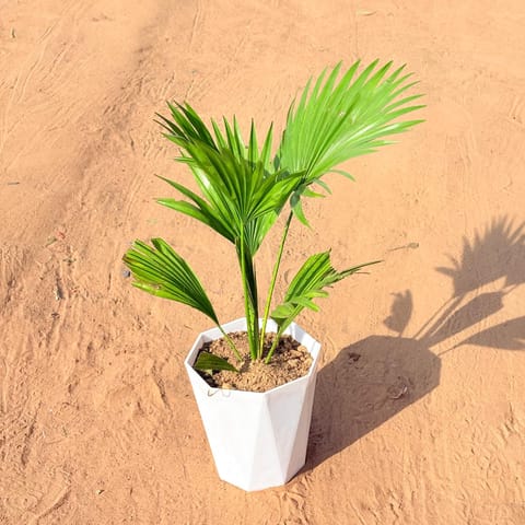 China / Fan Palm in 6 Inch Marble White Diamanti Plastic Pot