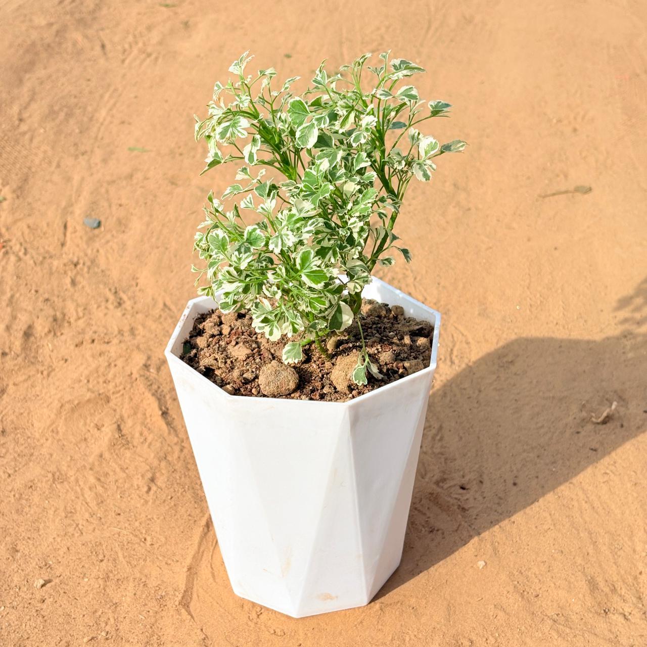 Aralia White Variegated in 6 Inch Marble White Diamanti Plastic Pot