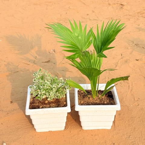 Set of 2 - Aralia White Variegated & China / Fan Palm in 6 Inch White Marble Premium Orchid Square Plastic Pot