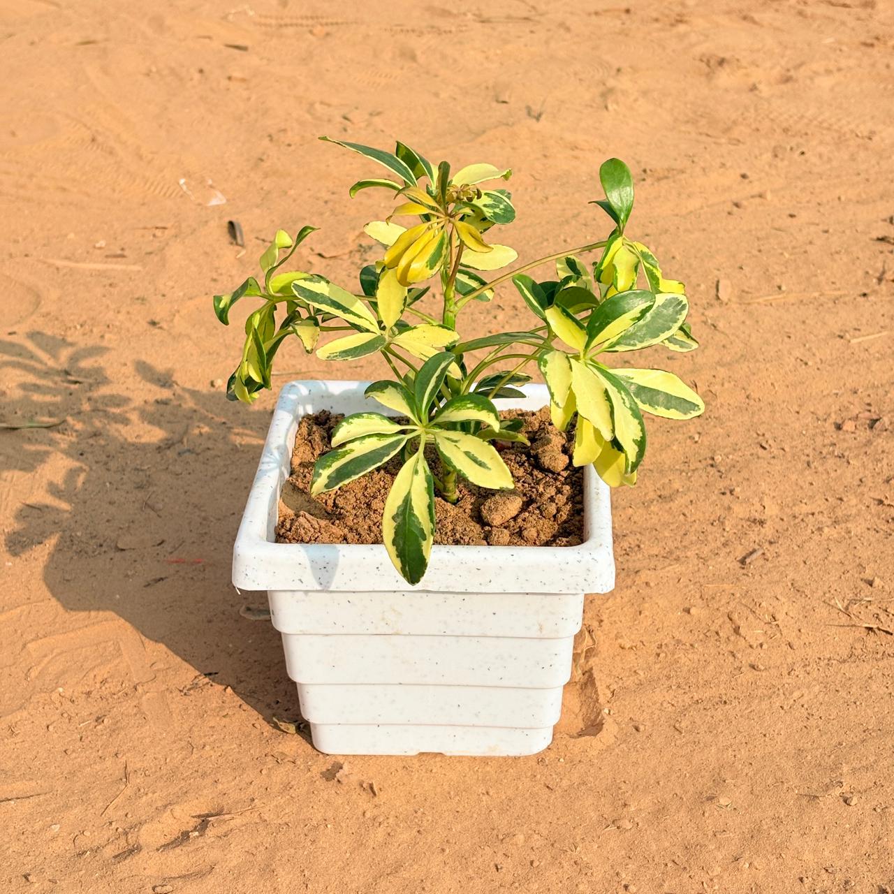 Schefflera Variegated in 6 Inch White Marble Premium Orchid Square Plastic Pot