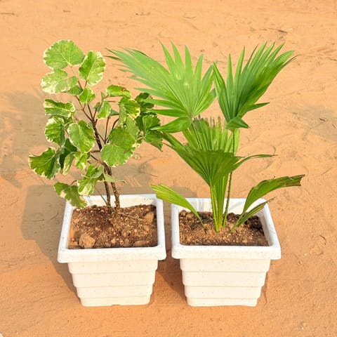 Set of 2 - Aralia apple leaf & China / Fan Palm in 6 Inch White Marble Premium Orchid Square Plastic Pot