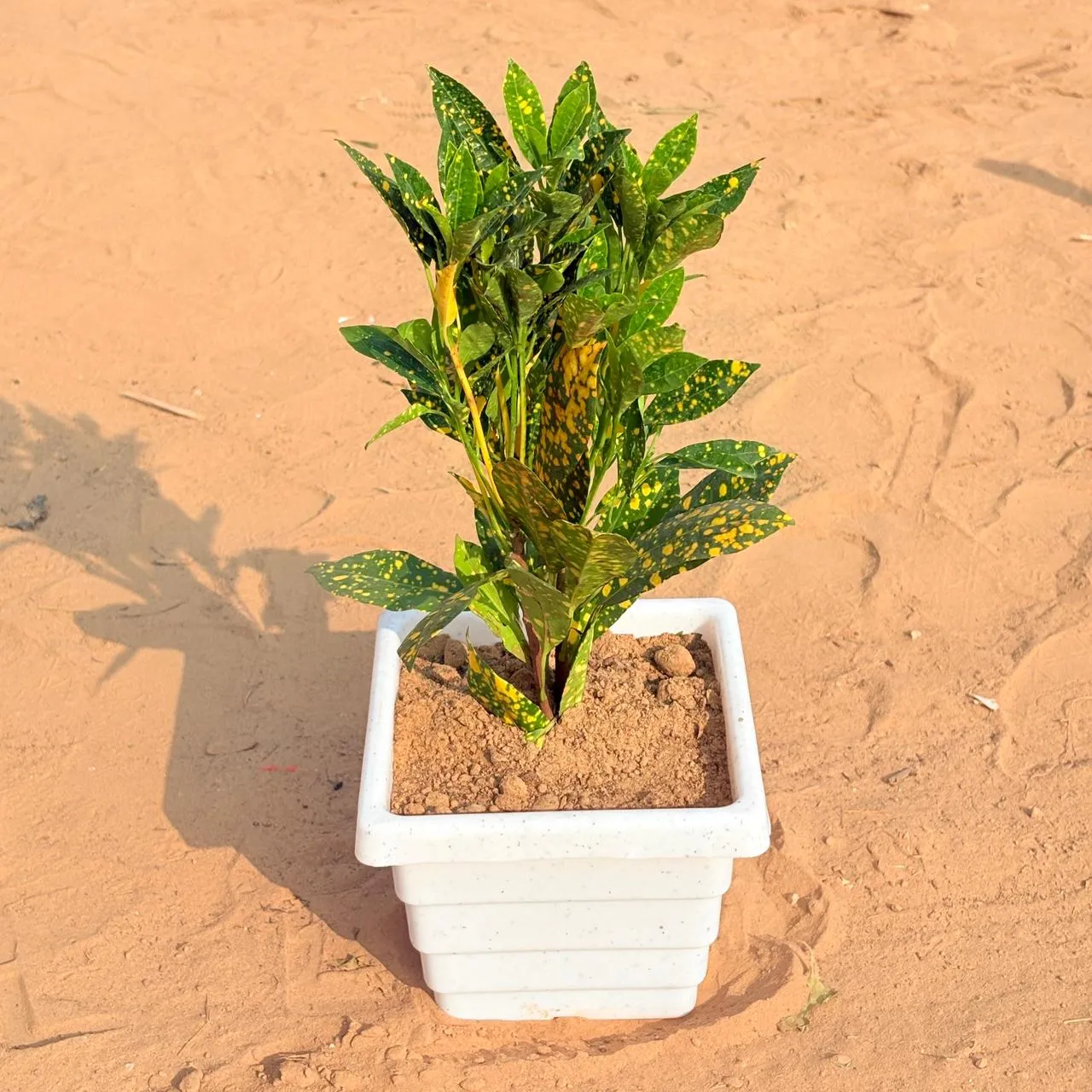 Baby Croton in 6 Inch White Marble Premium Orchid Square Plastic Pot