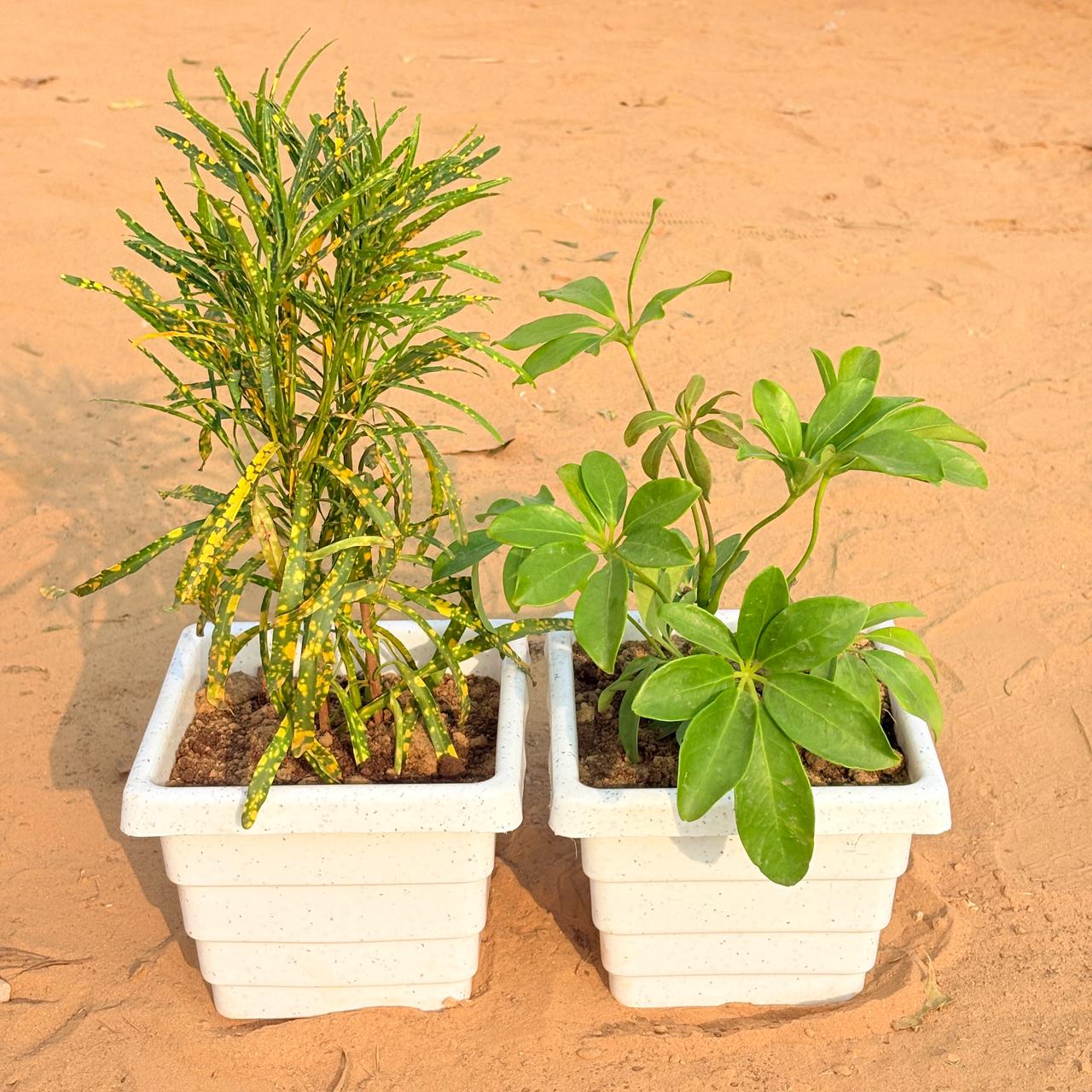 Set of 2 - Chironji Croton & Schefflera Green in 6 Inch White Marble Premium Orchid Square Plastic Pot