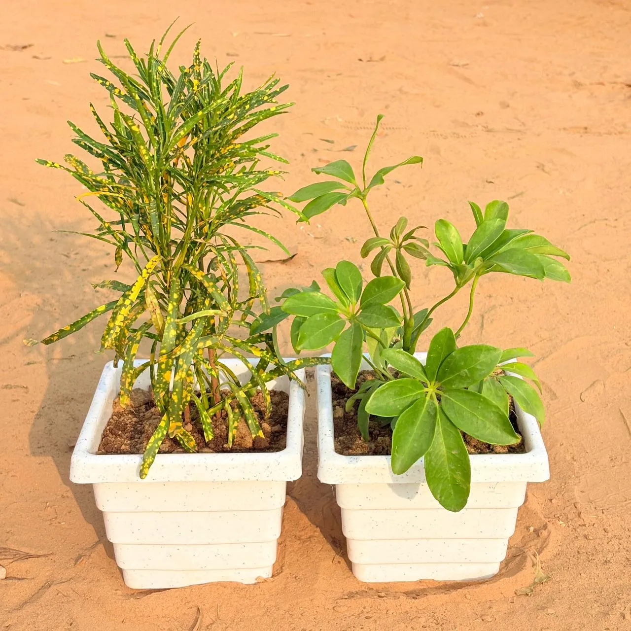 Set of 2 - Chironji Croton & Schefflera Green in 6 Inch White Marble Premium Orchid Square Plastic Pot