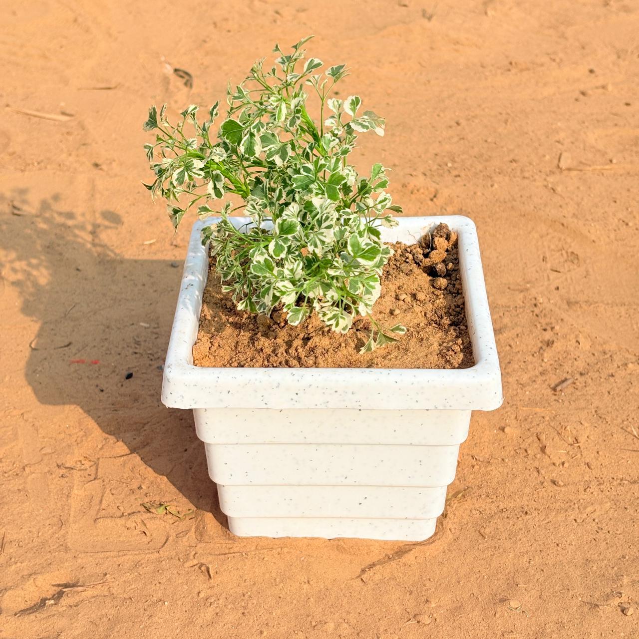 Aralia White Variegated in 6 Inch White Marble Premium Orchid Square Plastic Pot