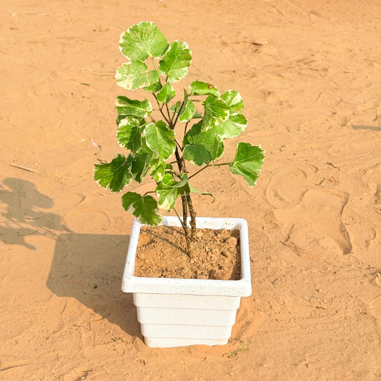 Aralia apple leaf in 6 Inch White Marble Premium Orchid Square Plastic Pot
