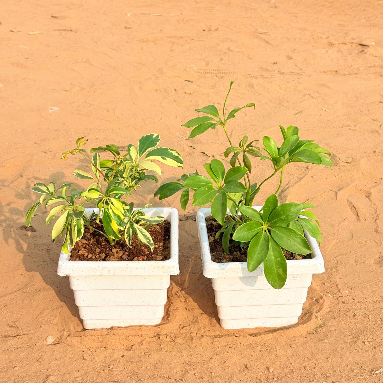 Set of 2 - Schefflera Variegated & Schefflera Green in 6 Inch White Marble Premium Orchid Square Plastic Pot