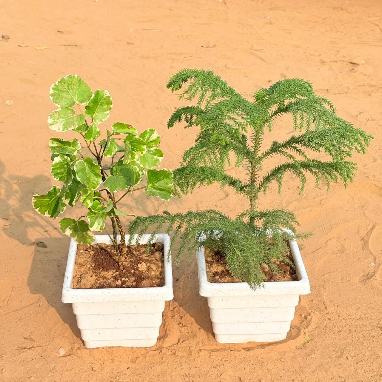 Set of 2 - Aralia apple leaf & Araucaria / Christmas Tree (~ 1 Ft) in 6 Inch White Marble Premium Orchid Square Plastic Pot