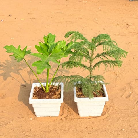 Set of 2 - Philodendron Selloum & Araucaria / Christmas Tree (~ 1 Ft) in 6 Inch White Marble Premium Orchid Square Plastic Pot