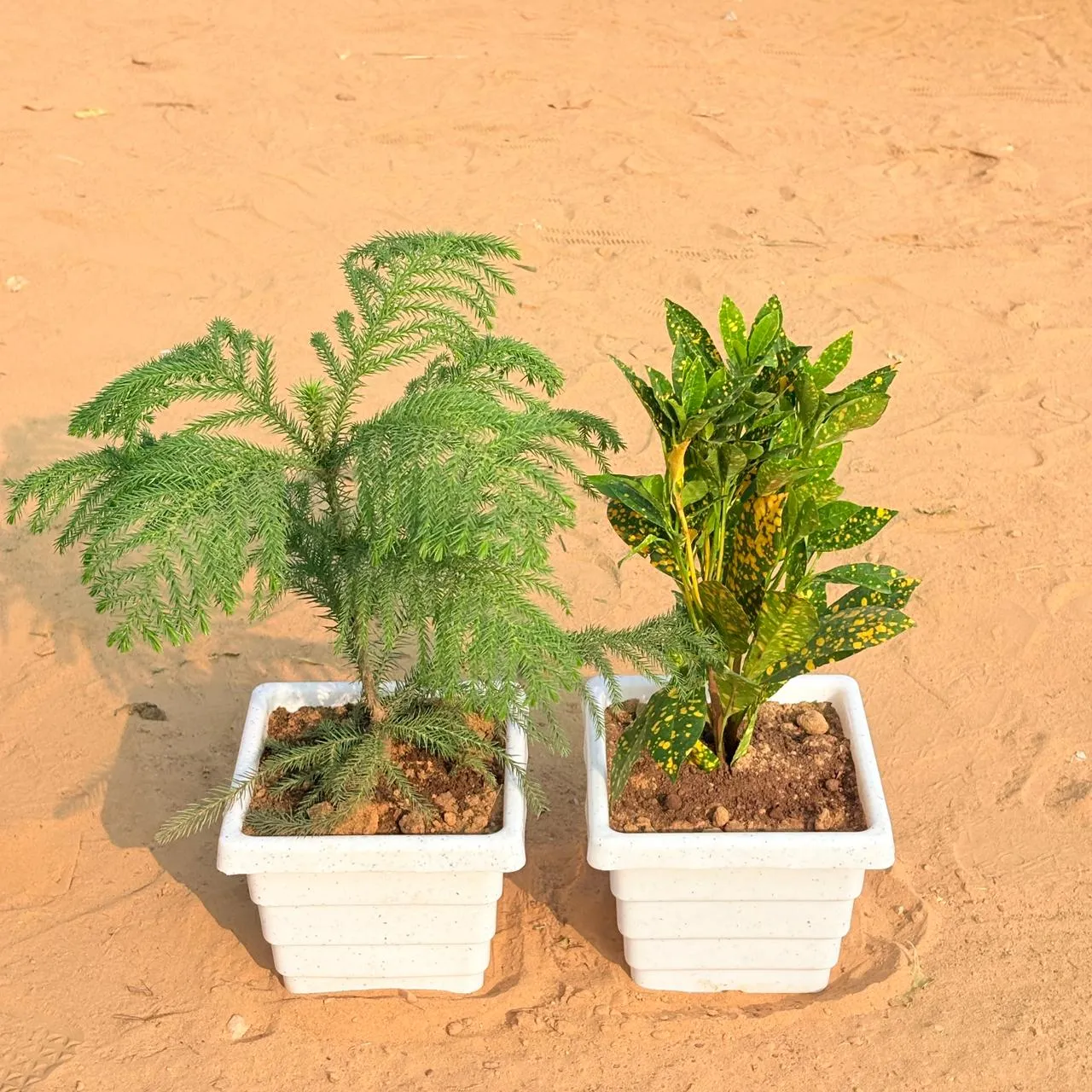 Set of 2 - Baby Croton & Araucaria / Christmas Tree (~ 1 Ft) in 6 Inch White Marble Premium Orchid Square Plastic Pot