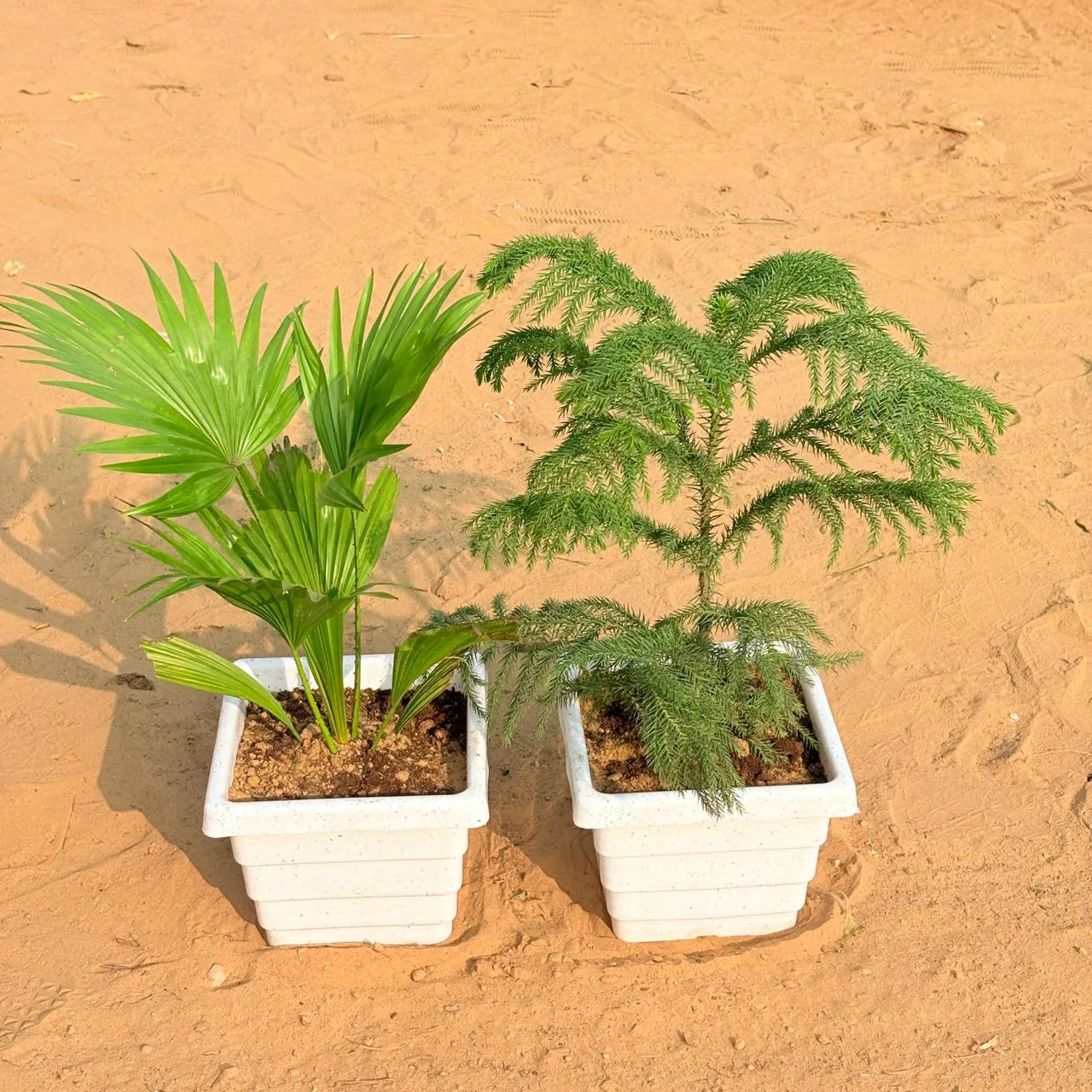 Set of 2 - China / Fan Palm & Araucaria / Christmas Tree (~ 1 Ft) in 6 Inch White Marble Premium Orchid Square Plastic Pot